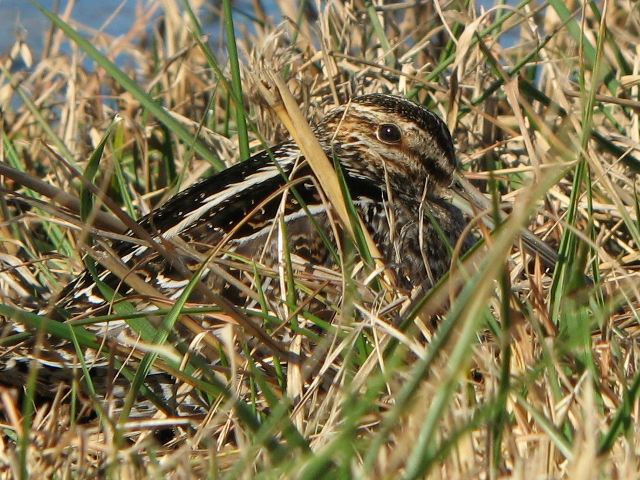 Wilson's Snipe